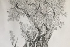 old olive tree drawing - ink 100cm x70cm