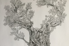 old olive tree drawing - ink  100cm x 70cm