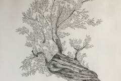 old olive tree drawing - ink 100cm x 70cm